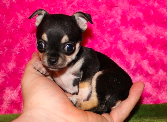 comprar cachorros sanos, baratos y asequibles para la venta